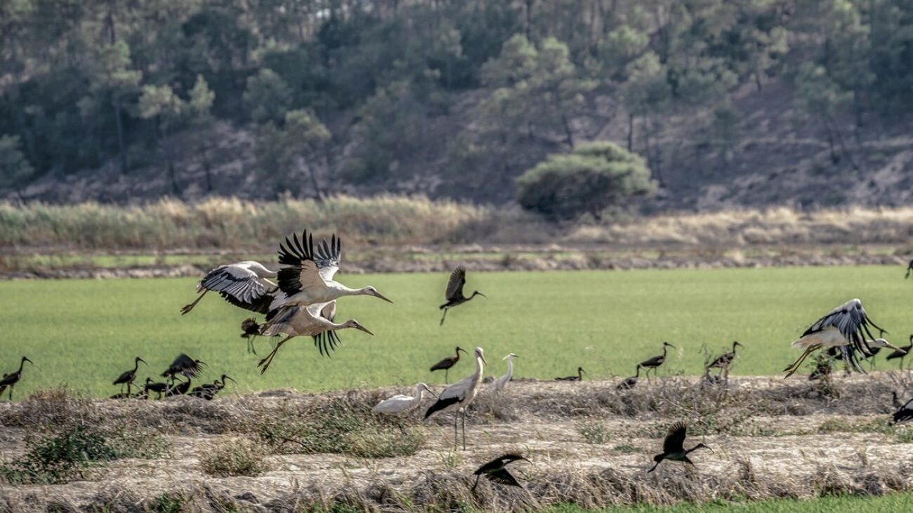 White storks in the Costa Vicentina
